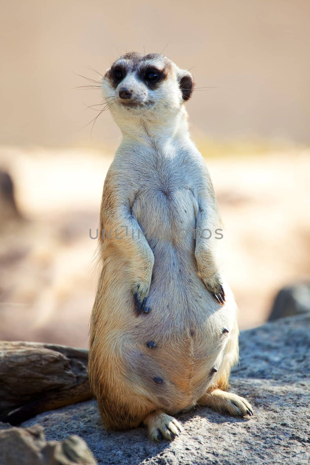 Meerkat standing