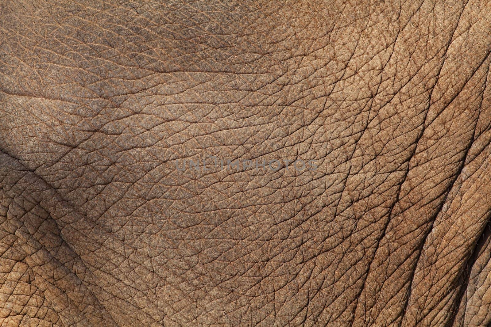 Elephant skin background