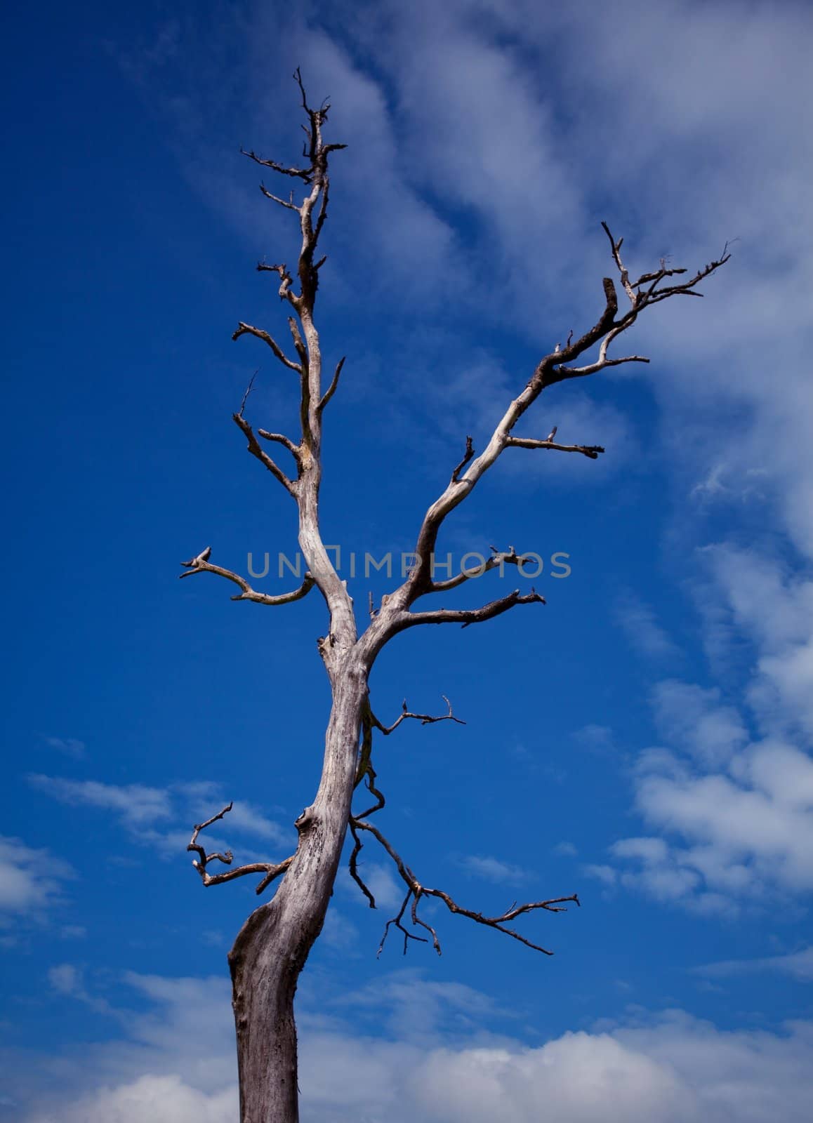 Dead tree with blue sky