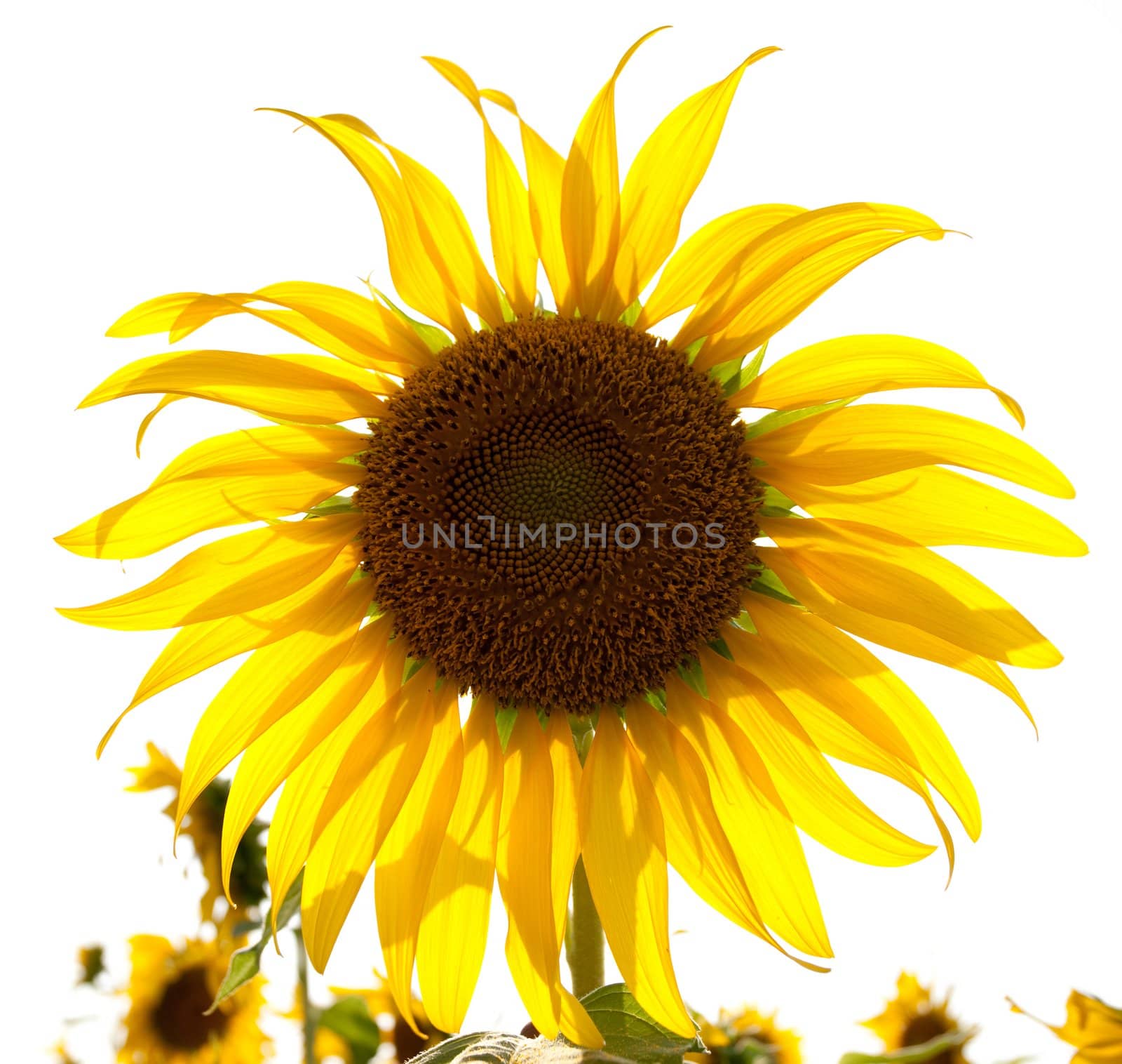 flower in the sunlight against the white sky
