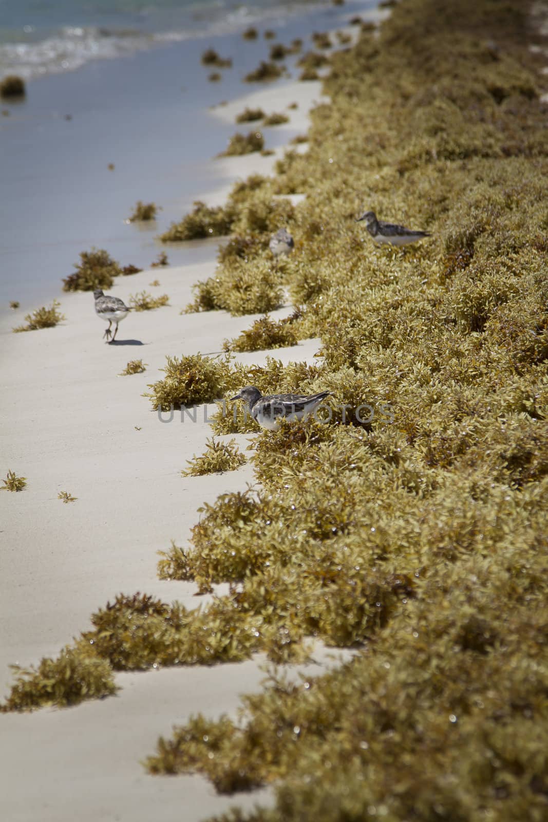 three sandpiper running along the shore