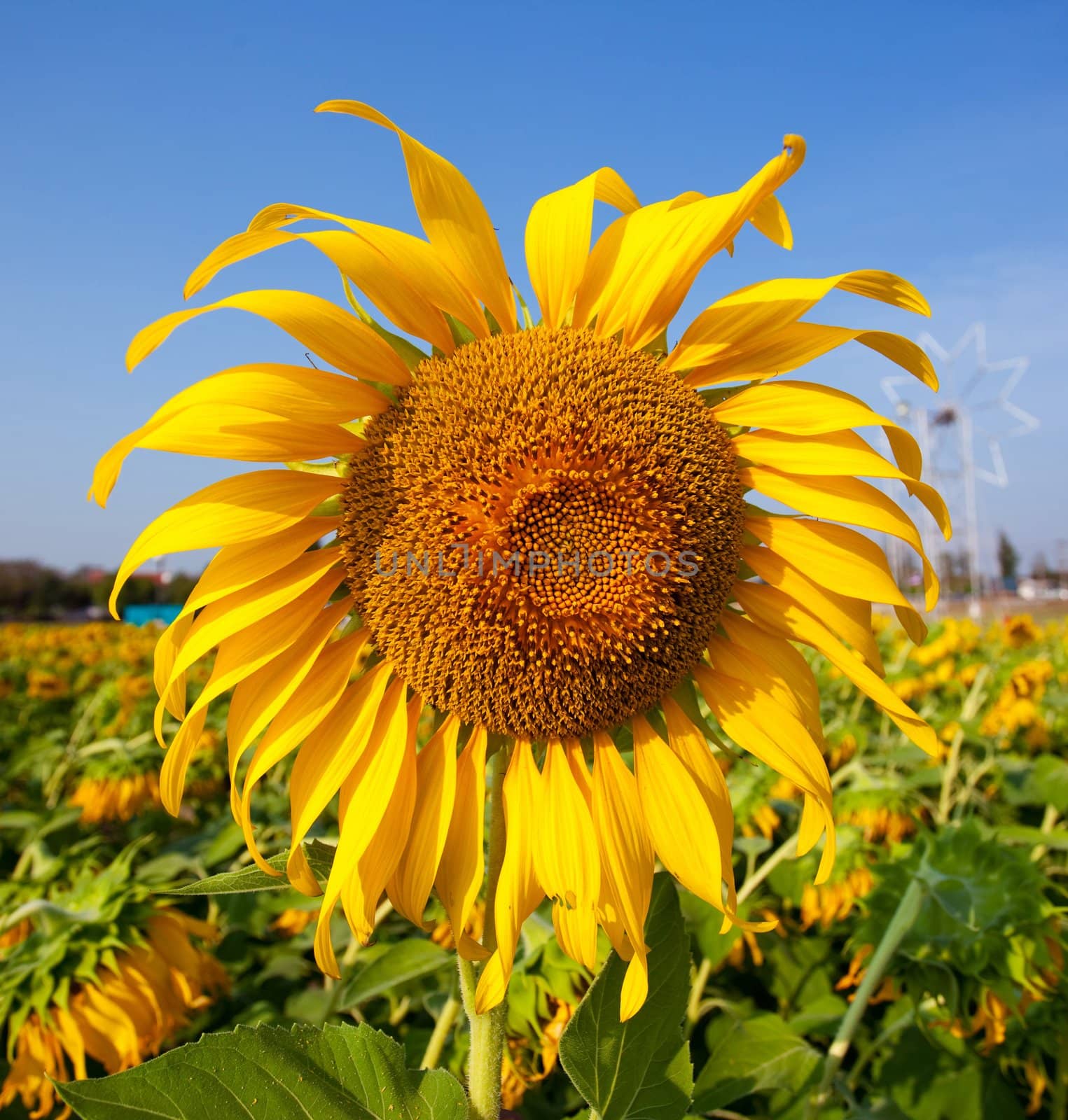 Sun flower with blue sky