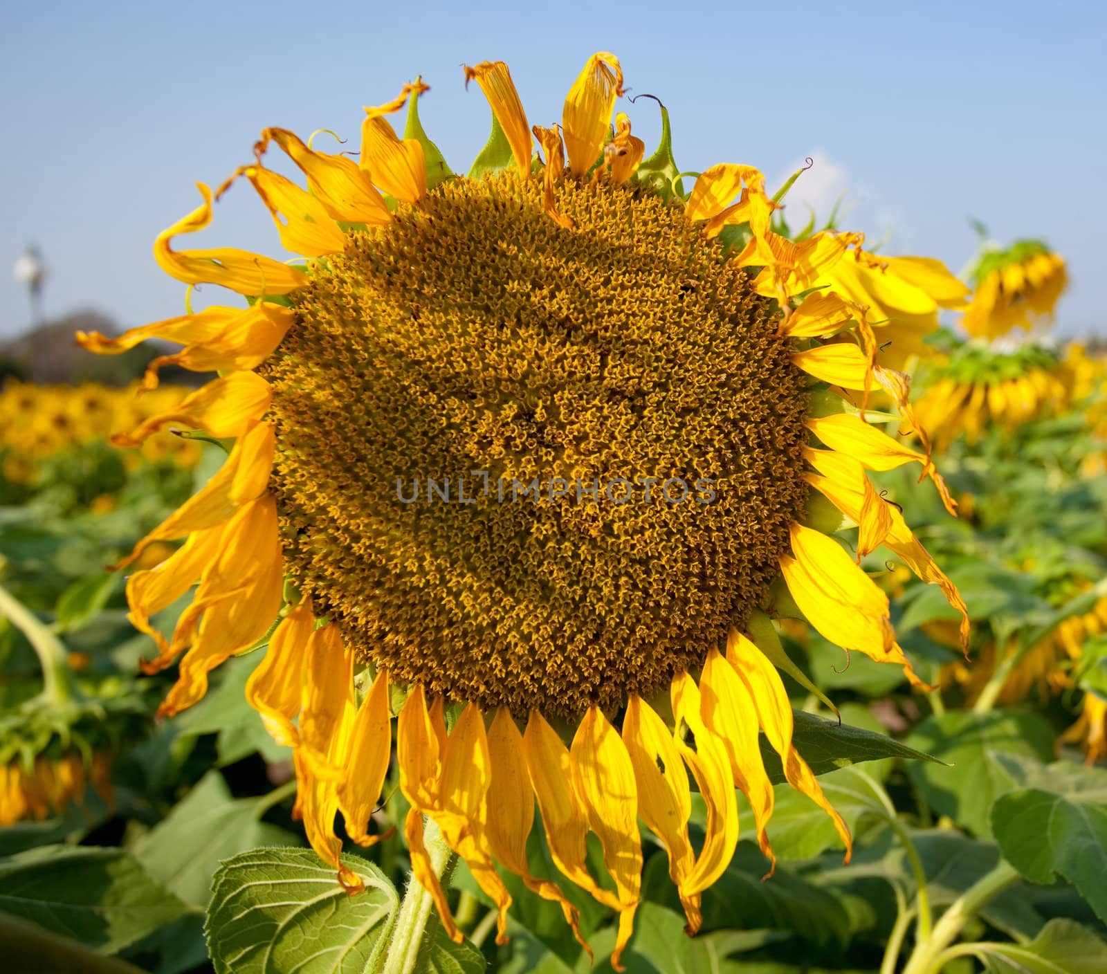 Withered sunflower