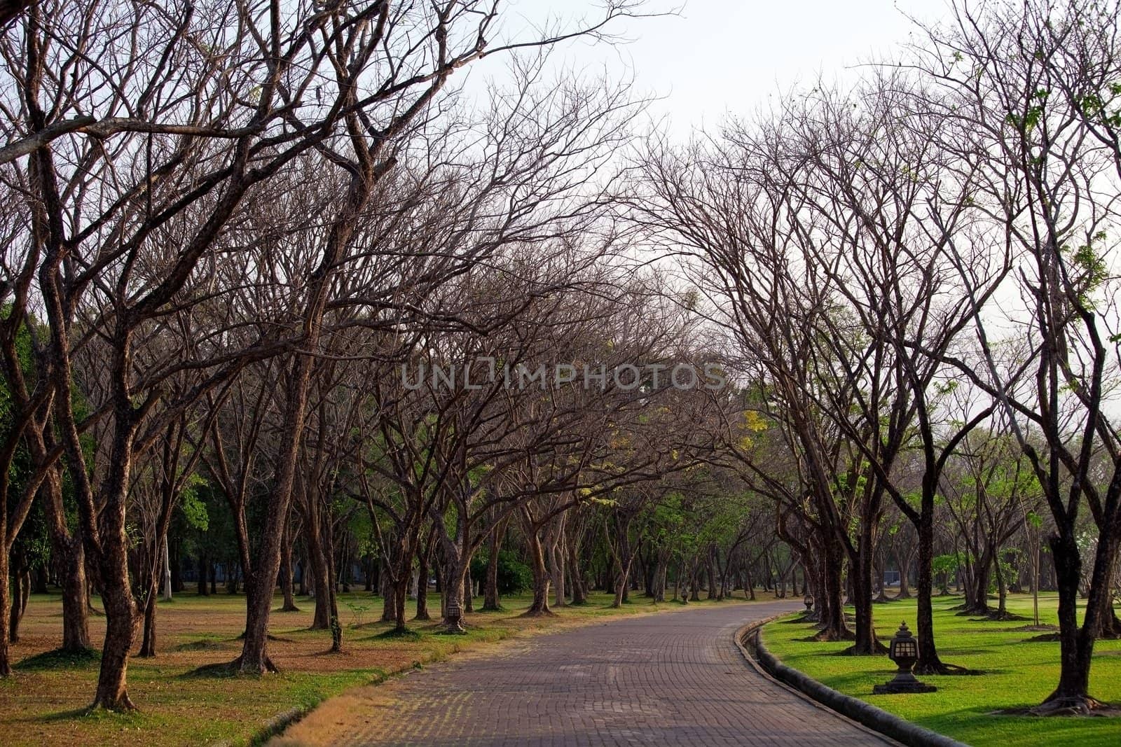 Beautiful autumn wayside trees