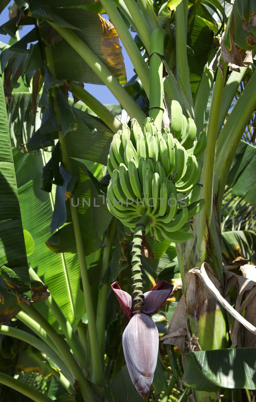 banana in bloom by mypstudio