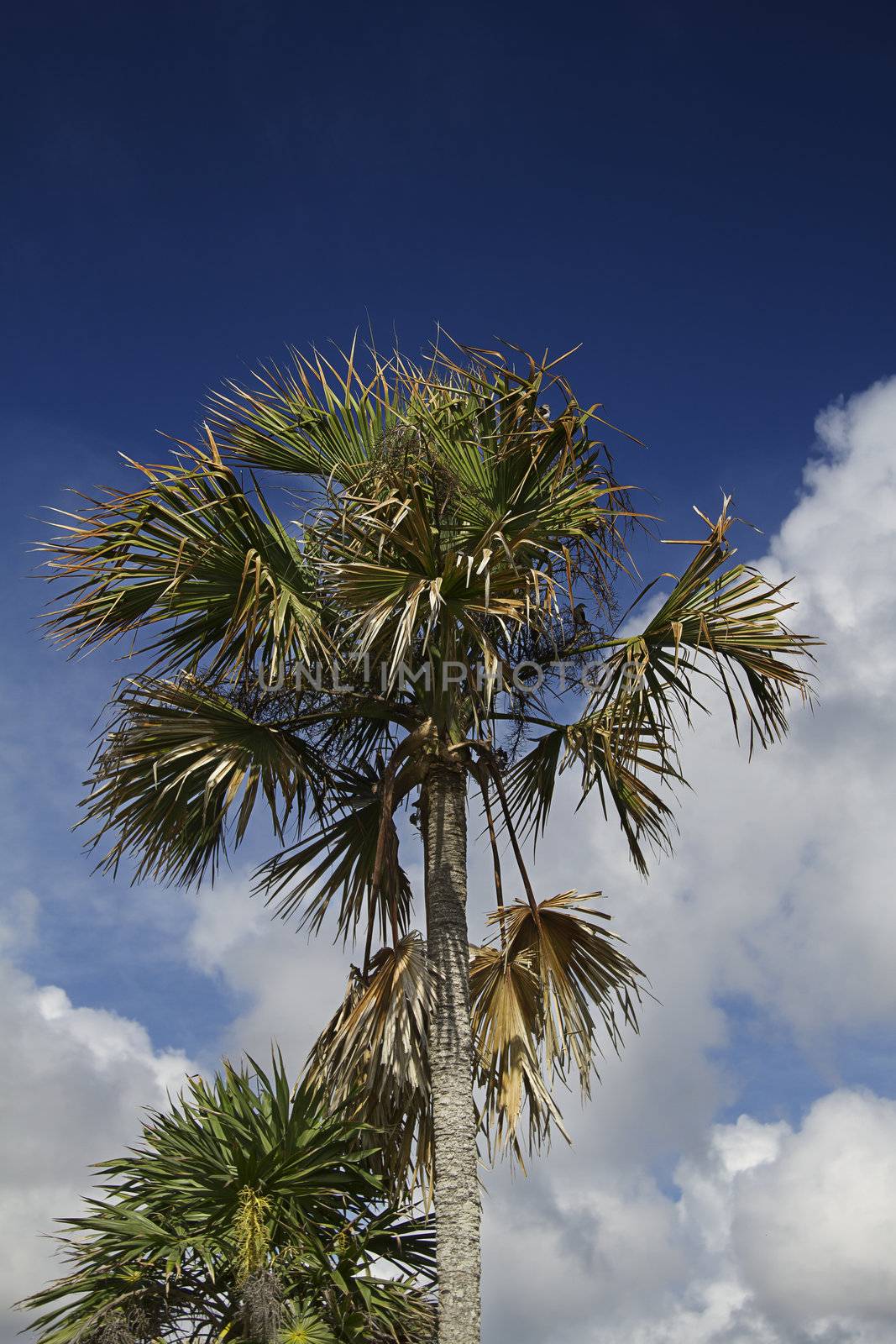 Dry palm tree by mypstudio