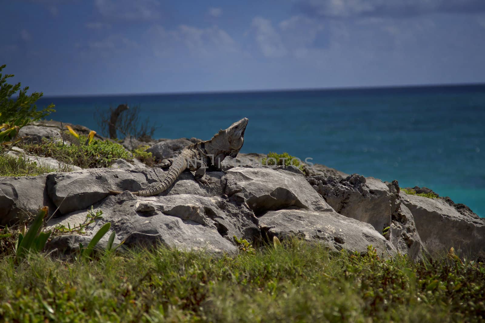 Iguana, on top of rocks, sunbathing by the beach