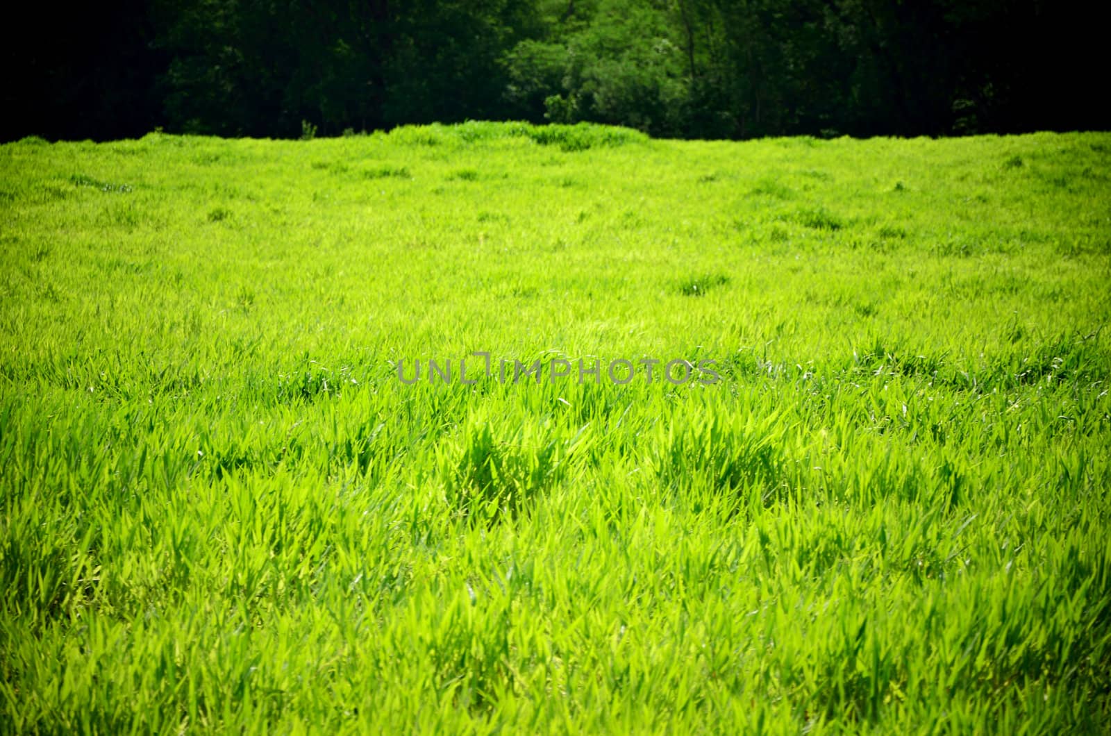 Natural grass field background, Rest and relax concept