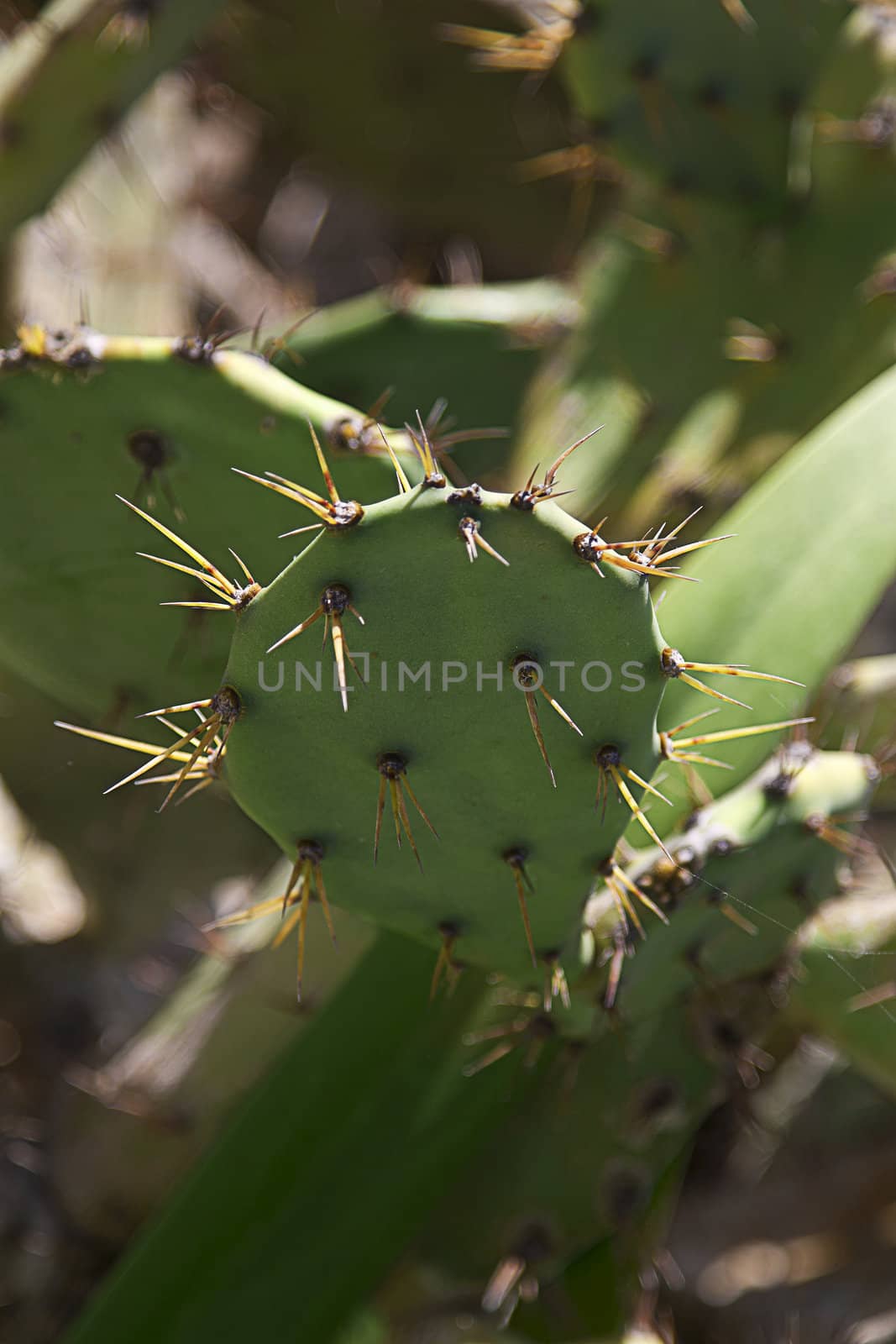 Close up of a cactus leaf fill with needle