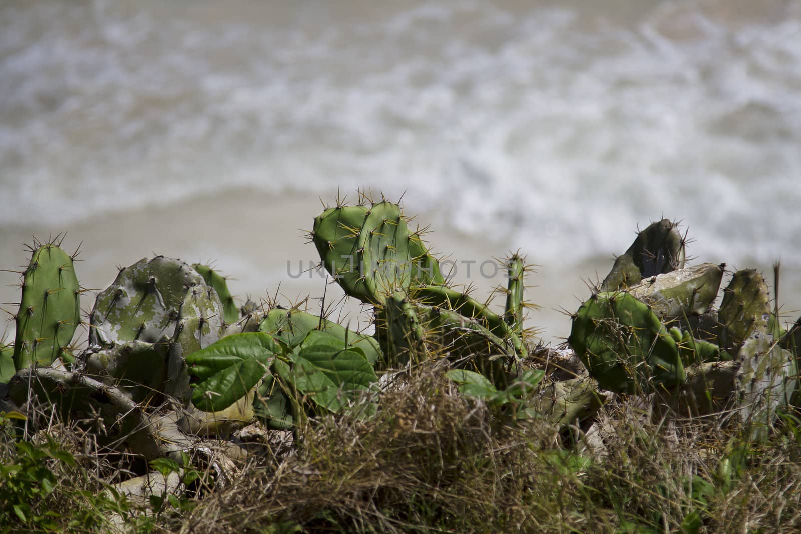 cactus leaf fill with needle over looking a cliff and the ocean