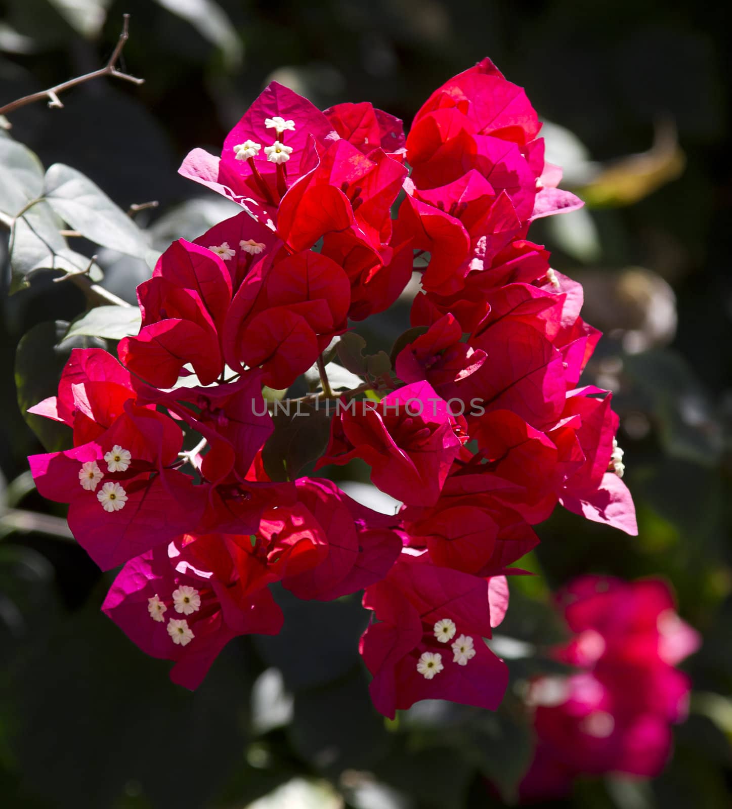 Red mexican flower with white interior