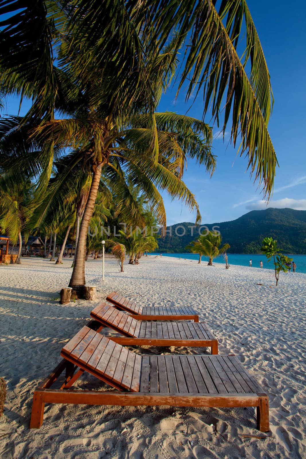 Bench with Palm forest in resort of Thailand