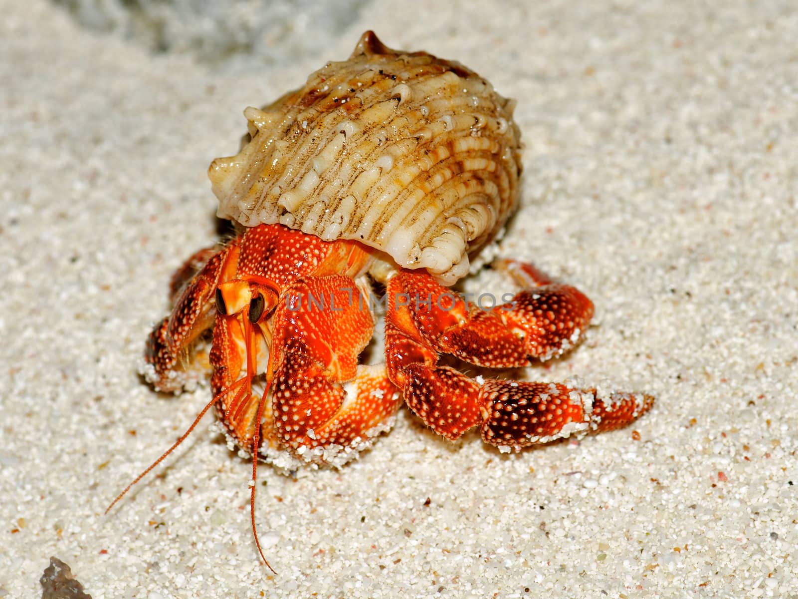 Beautiful hermit crab in his shell closeup isolated on sand background