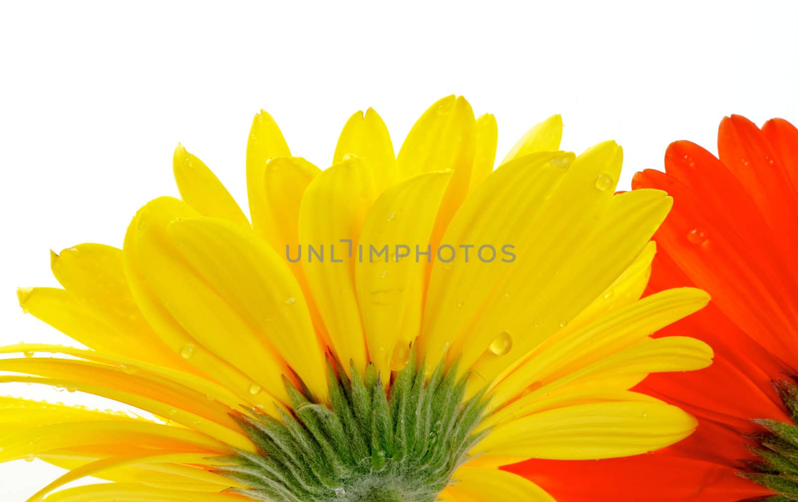 Yellow and red gerbera with water droplets view from under isolated on white background