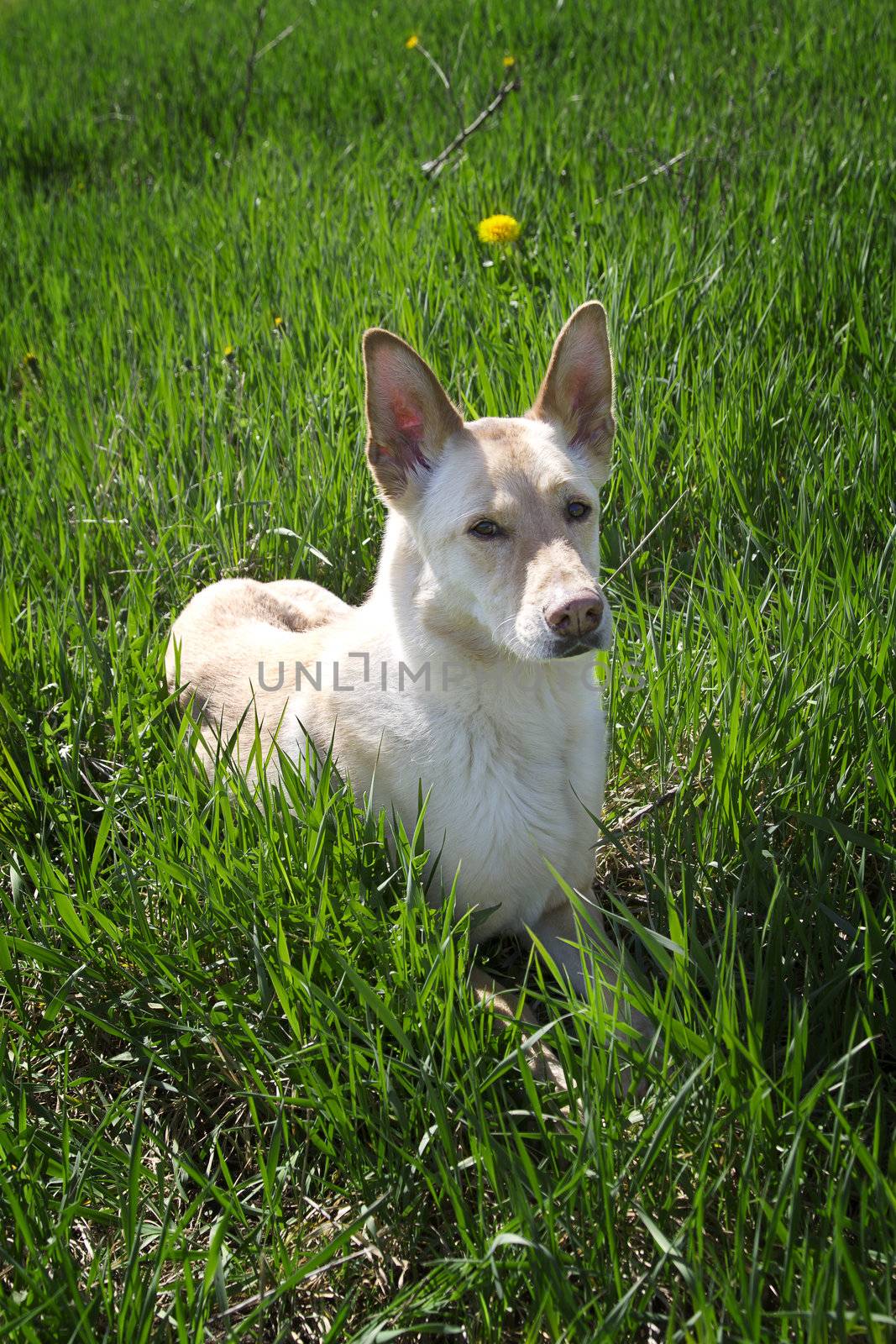 Labrador german shepard mix laying in a field of grass