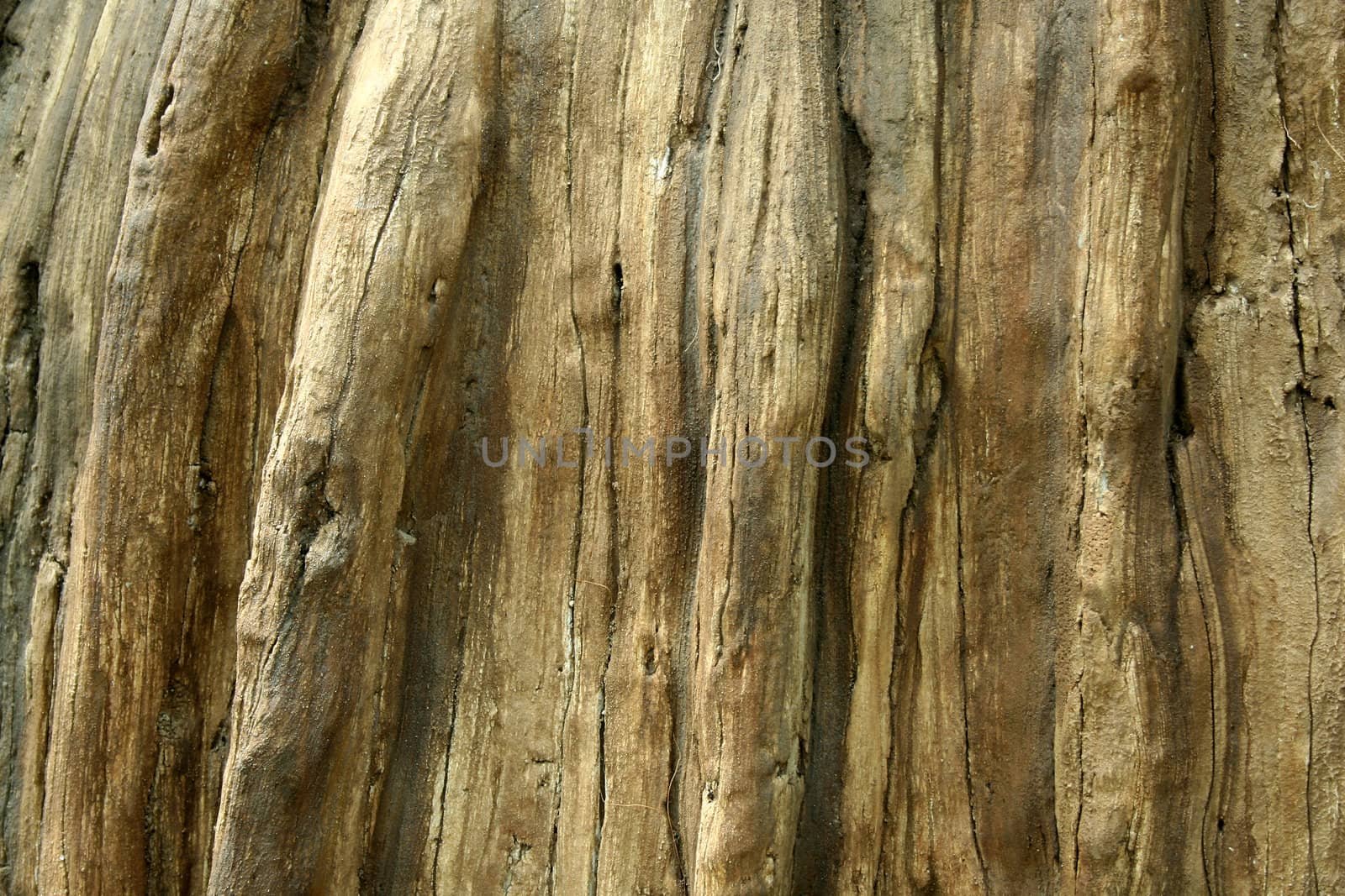 A Dead tree trunk background image