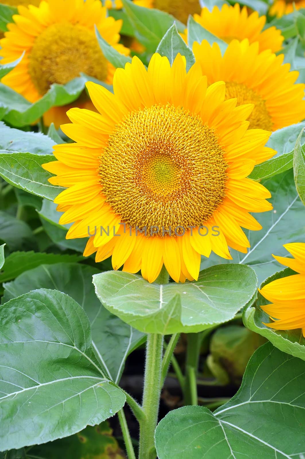 Beautiful sunflowers in the field