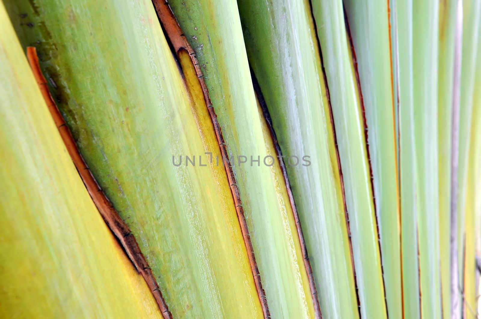 Texture of banana stem 