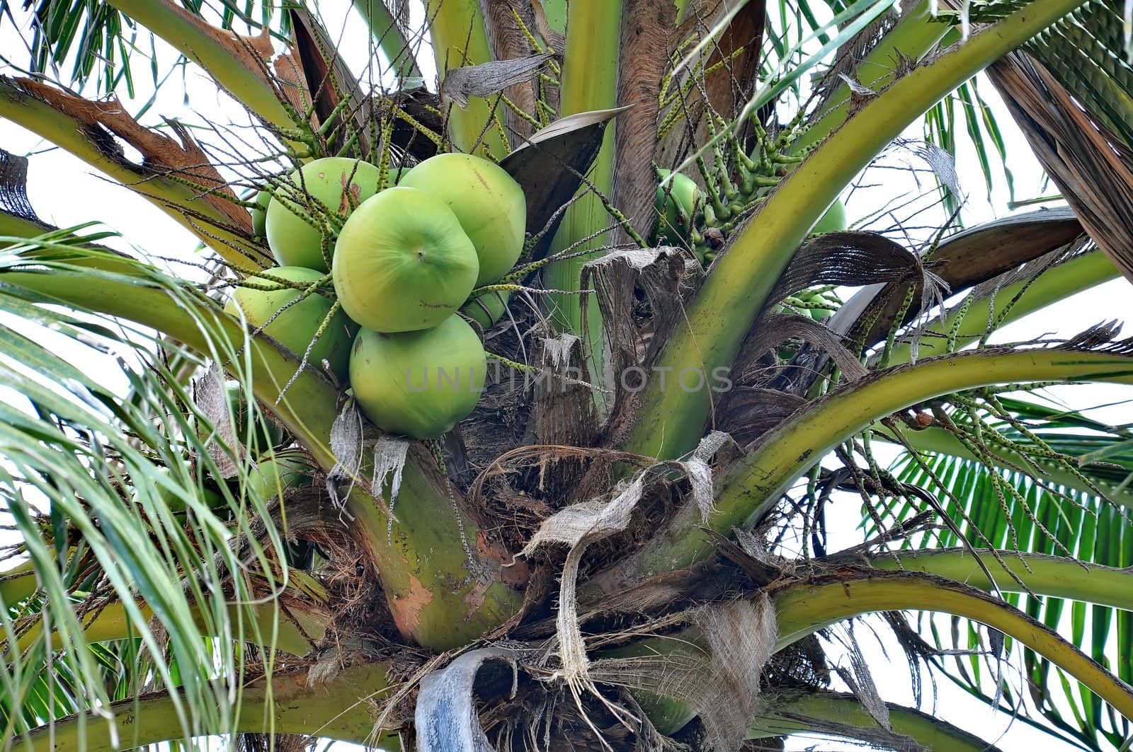 Green coconuts in bunch hanging in tree 