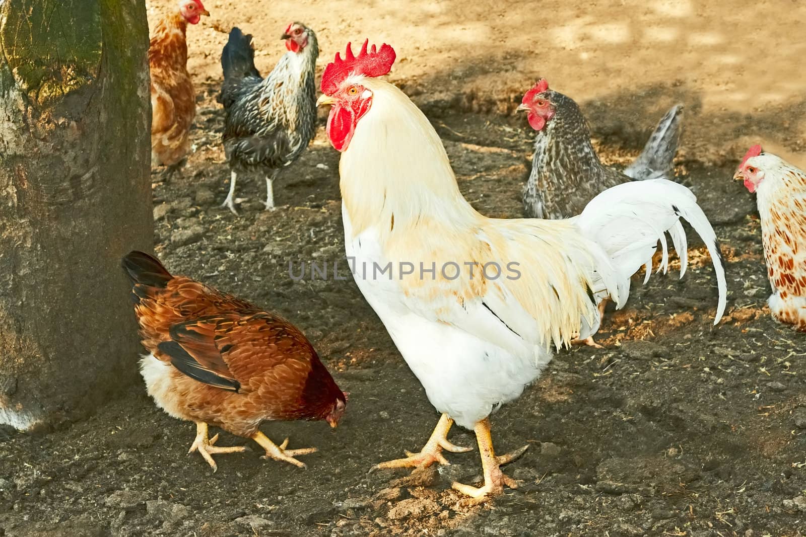 Rooster and hens on the rural yard by qiiip