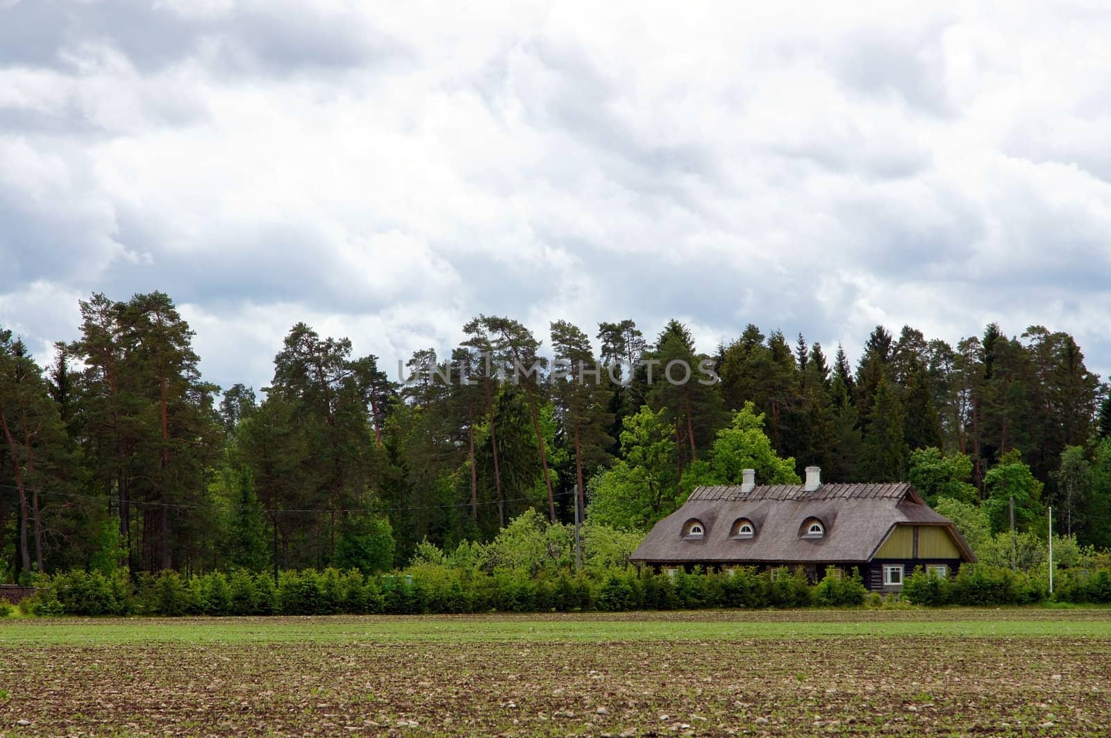 Trees, field and the house on a background of the sky