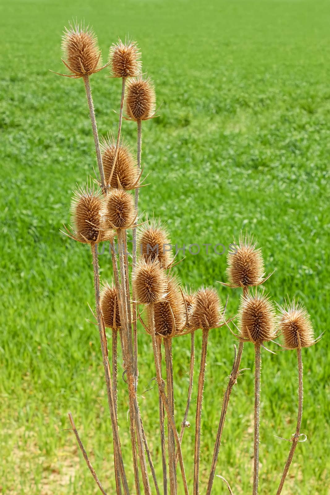 Dried last year thistle flowers against a background of green spring field