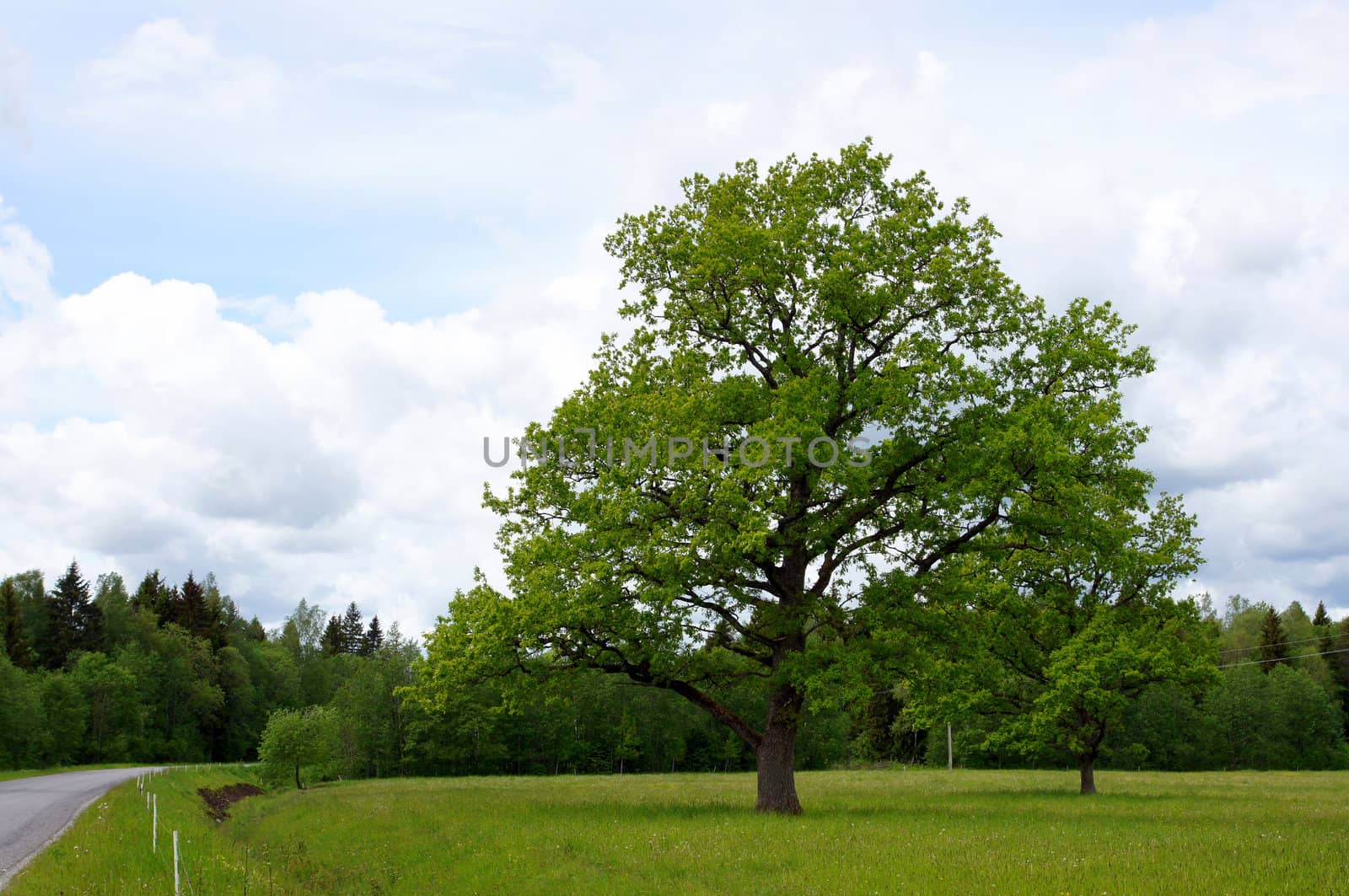 Landscape with a field and a green oak