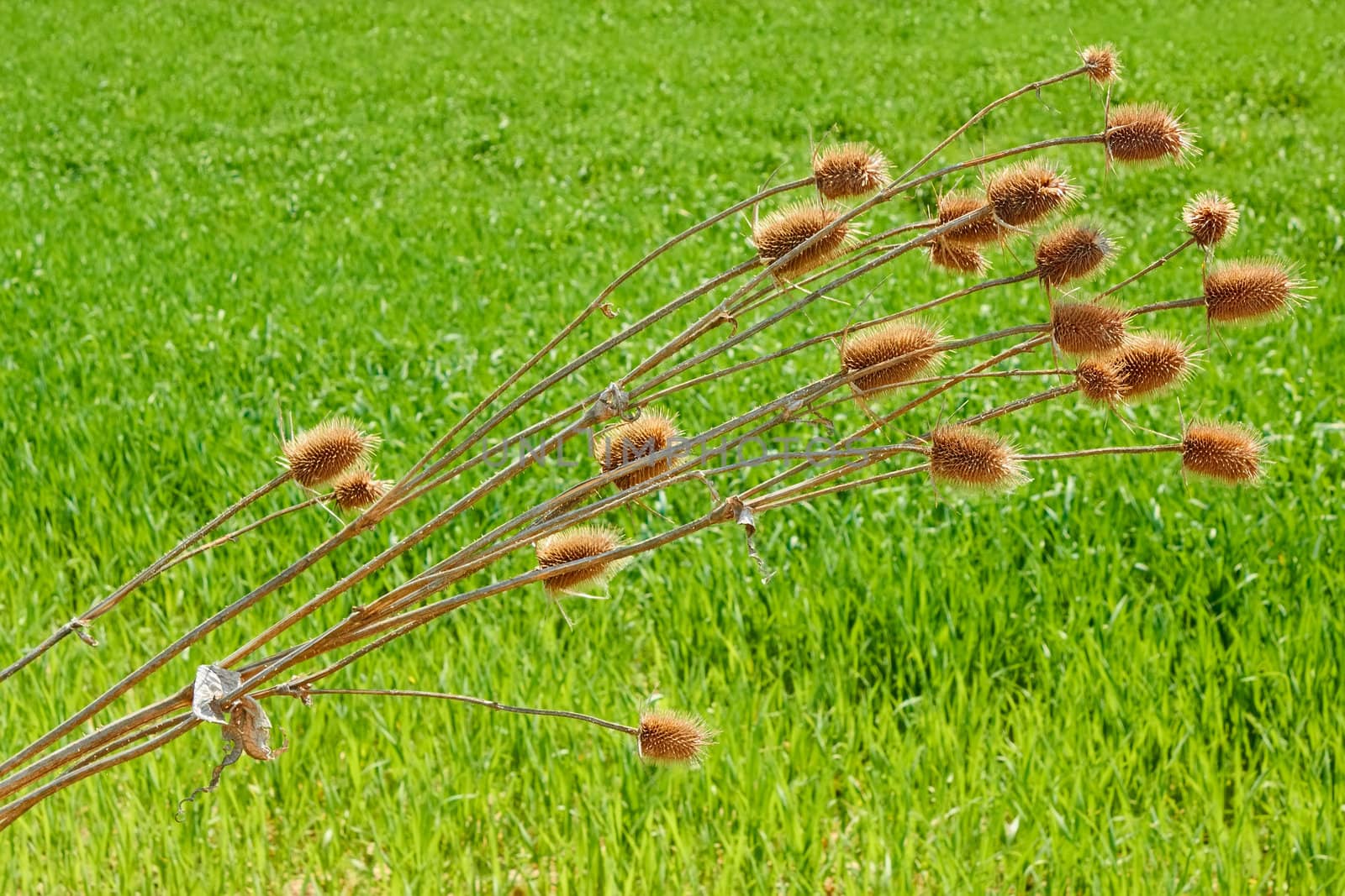 Dried last year thistle flowers bent over the spring wheat field