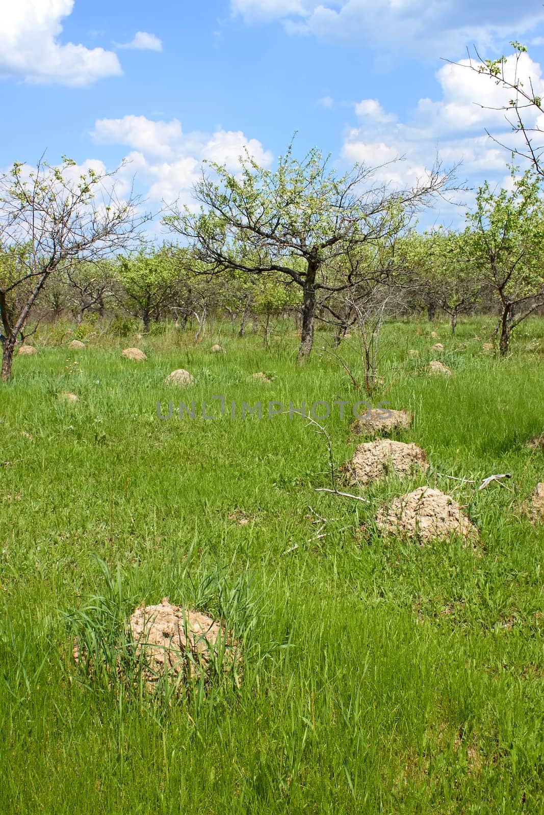 High anthill among green grass in abandoned old orchard in springtime