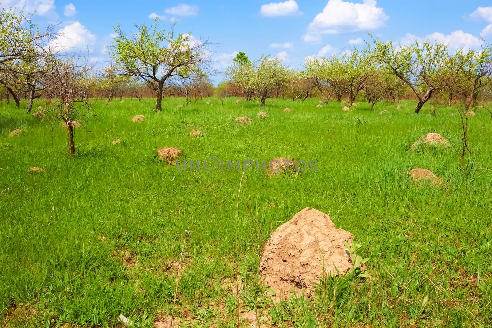 High anthill among green herbs in abandoned old orchard in springtime