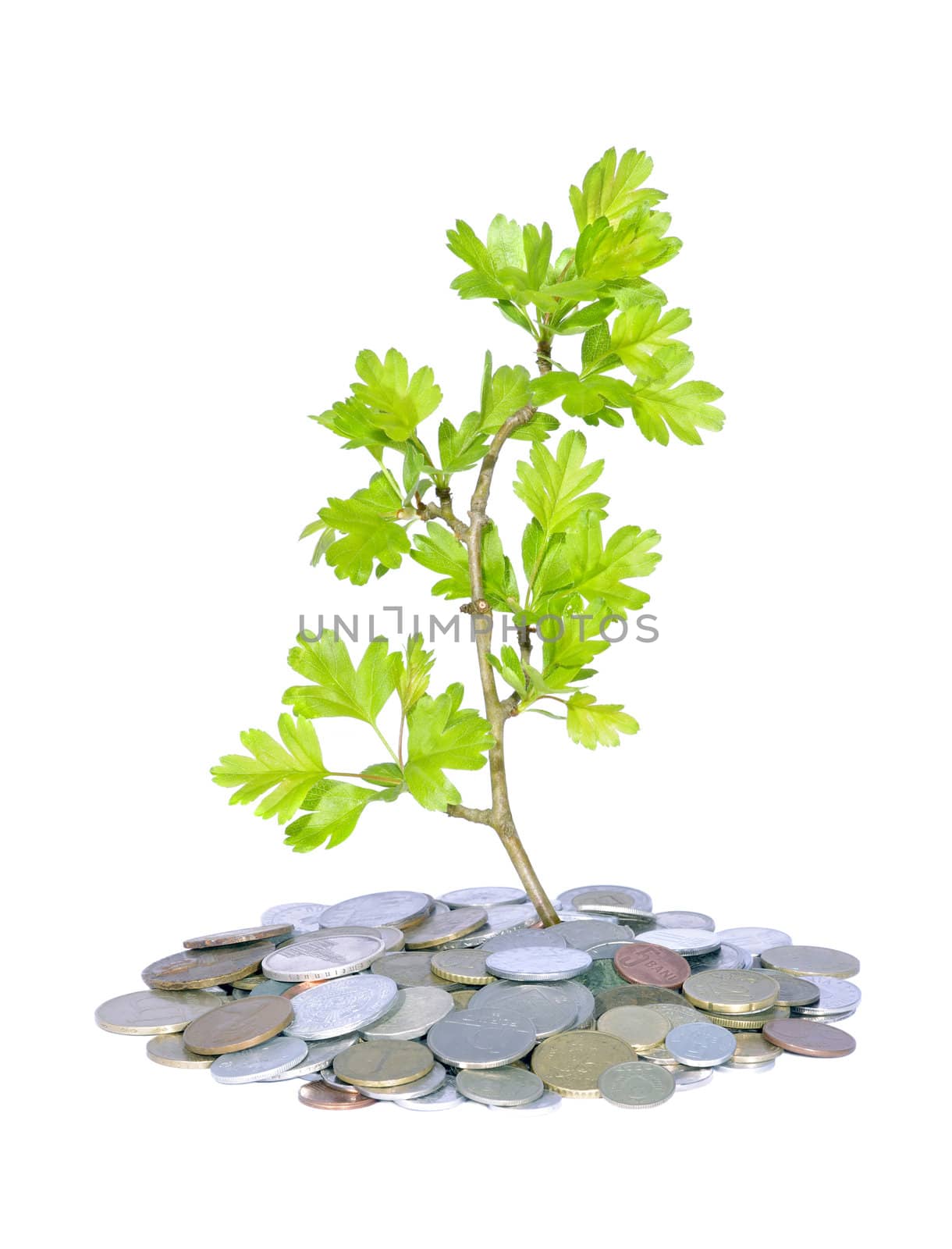 abstract green plant and coins fresh growing business concept 