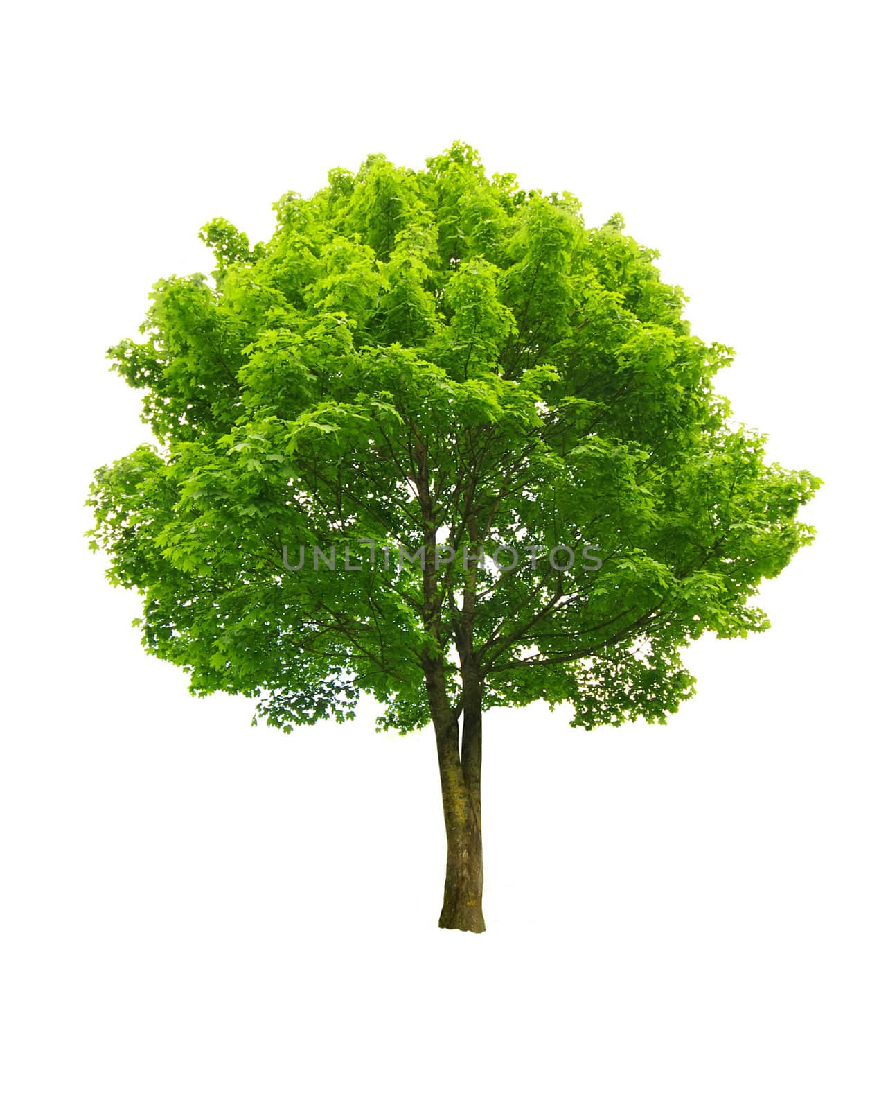 fresh green tree isolated on white 