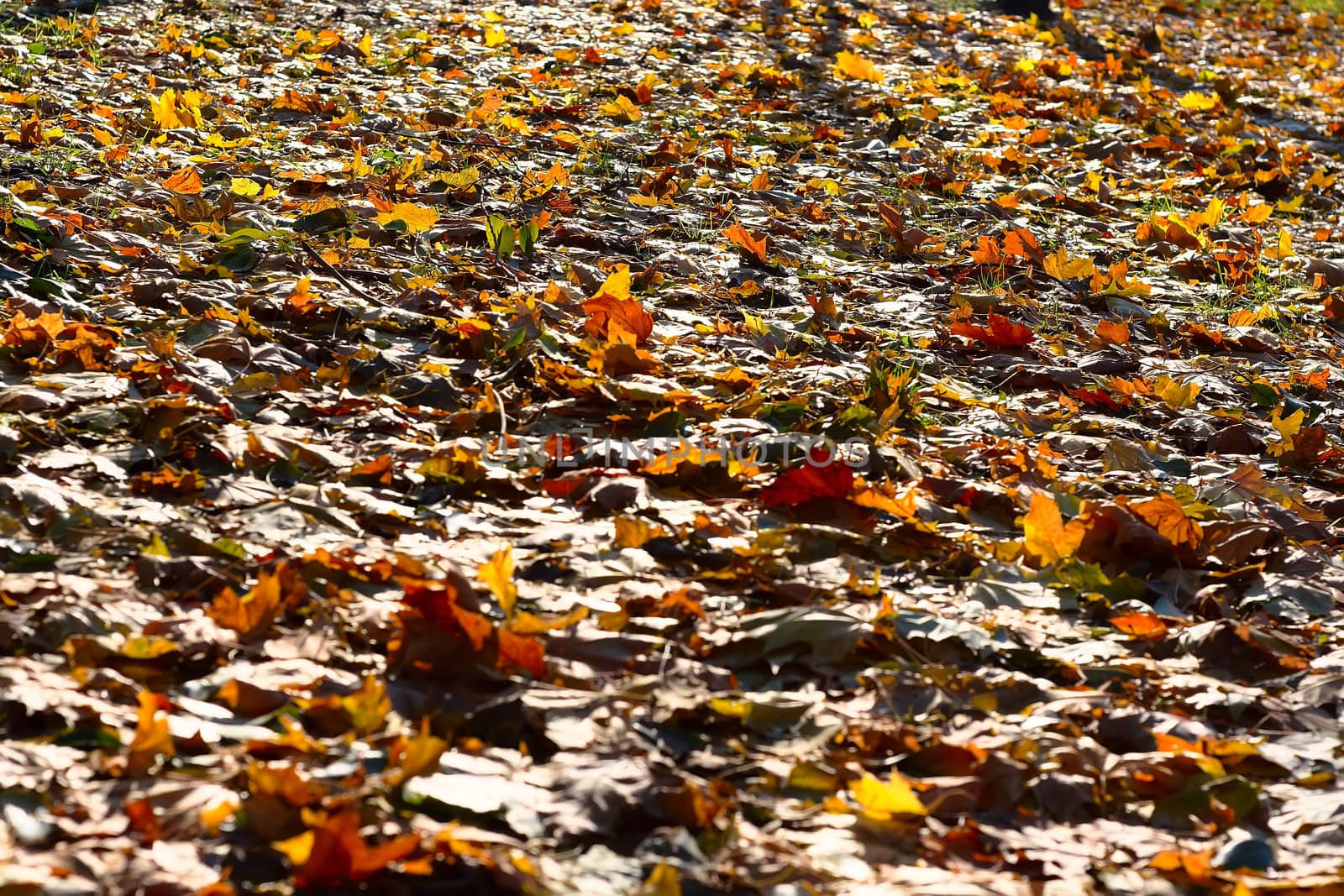 Variegated leaves are covered with earth, the solar fine day