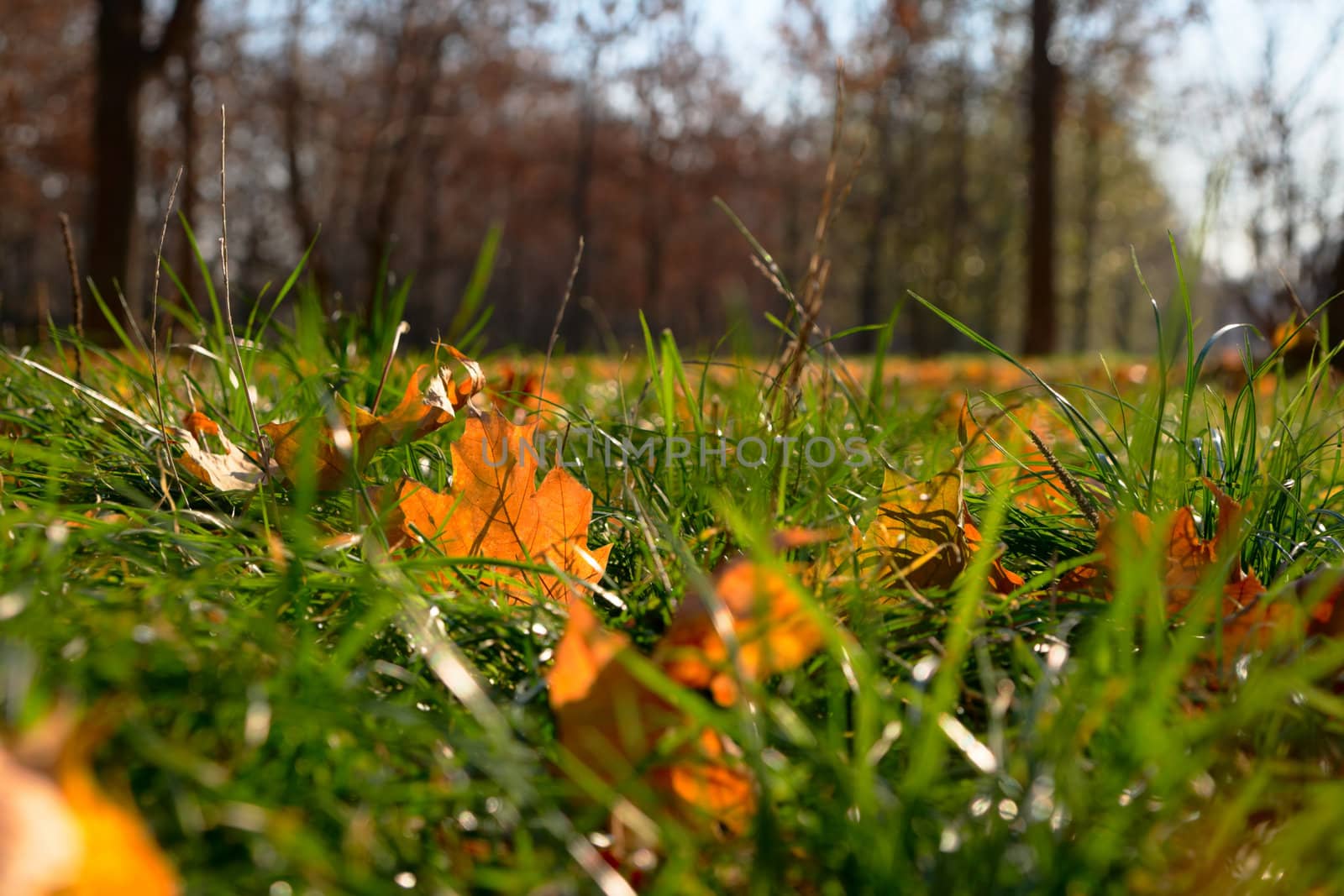The fallen colorful leaves on the bright green grass