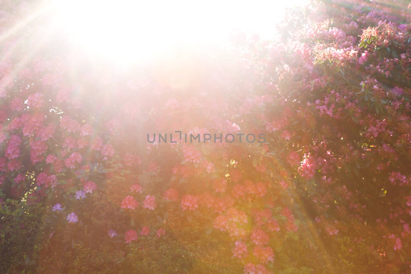 Summer Sunburst Lens Flare over Rhododendron Bush Background