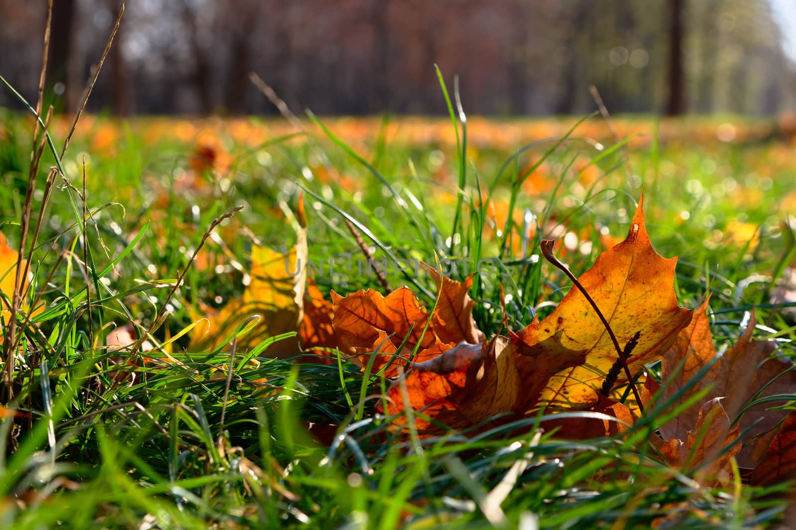 The fallen colorful leaves on the bright green gras