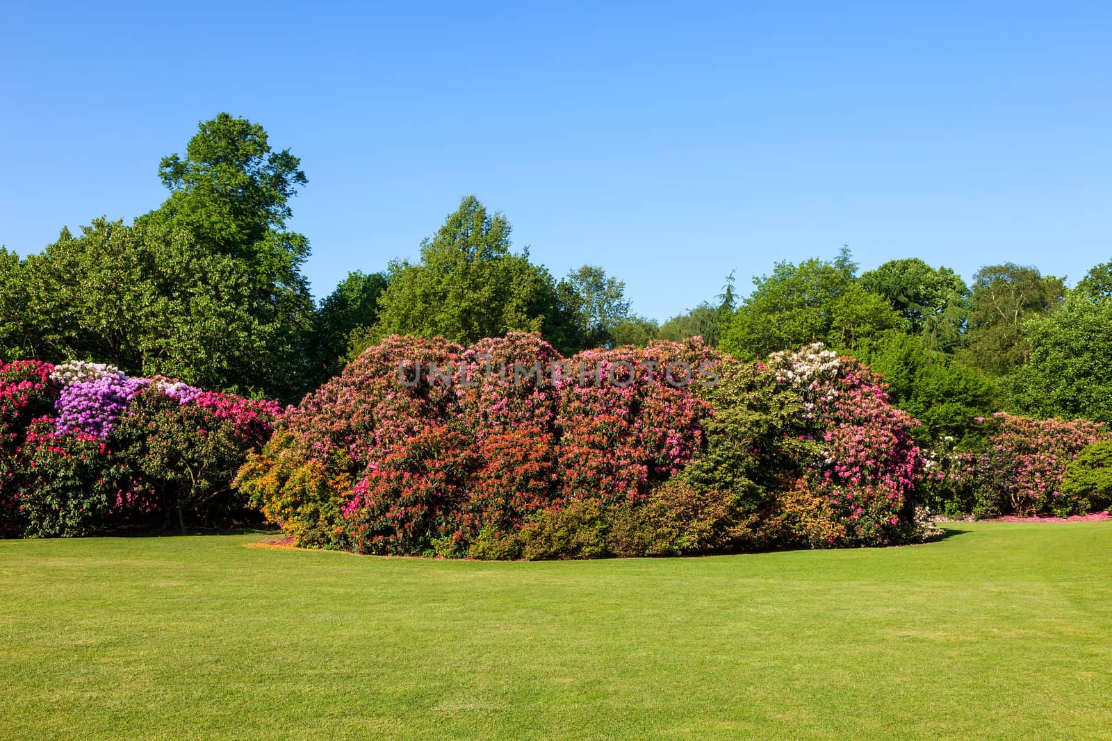 Colorful Rhododendron Bushes in Lush Sunny Garden Blue Sky by scheriton