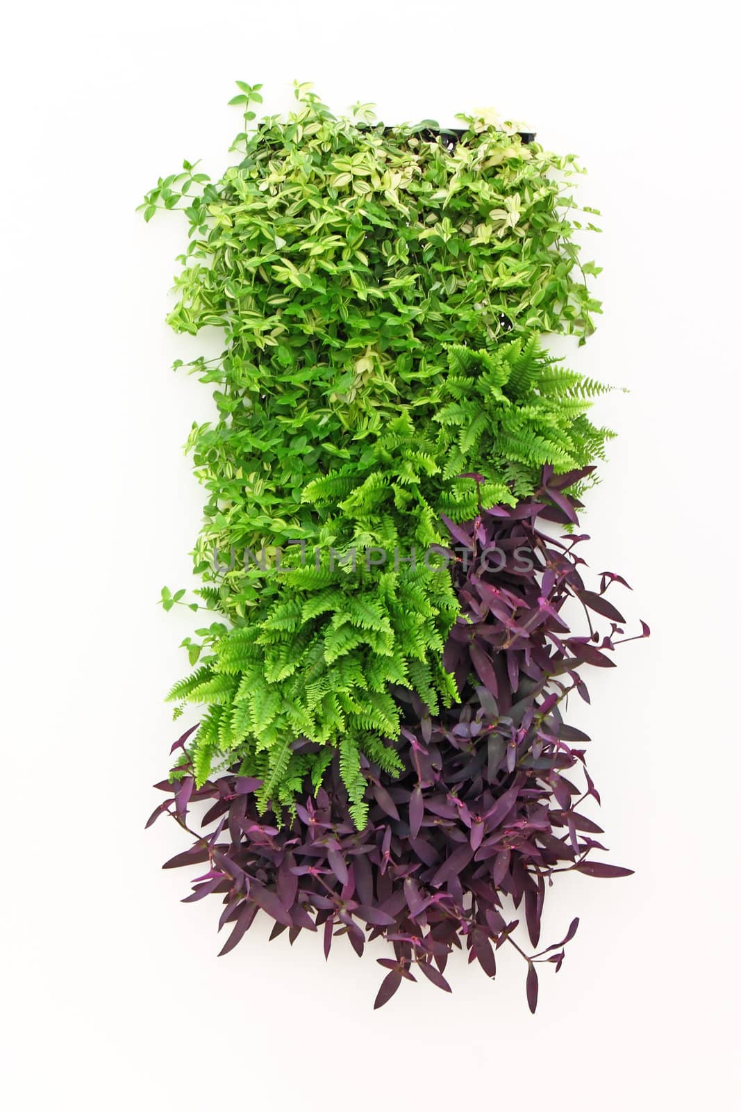 Green square made of plants on white wall