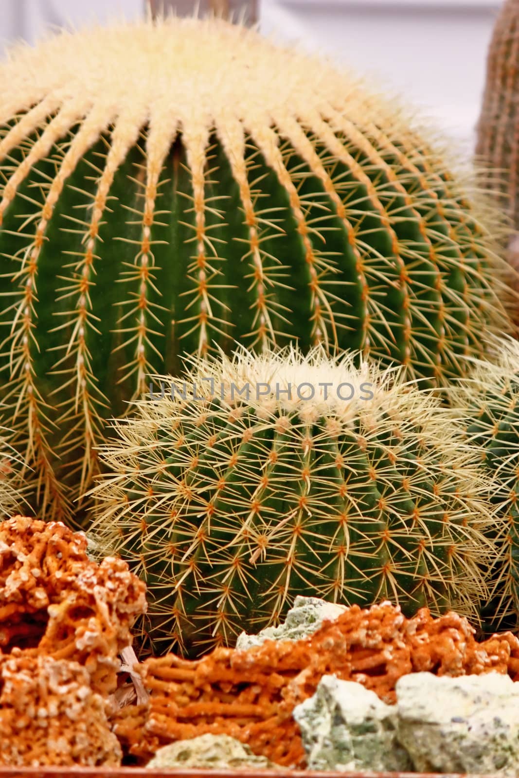 Beautiful cactus exotic succulent in a rocky desert