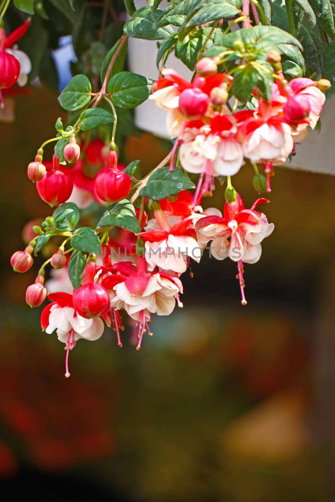 White and red flowers of fuchsia
