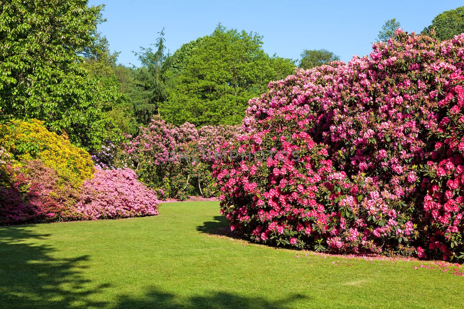 Rhododendron and Azalea Bushes in Beautiful Summer Garden by scheriton