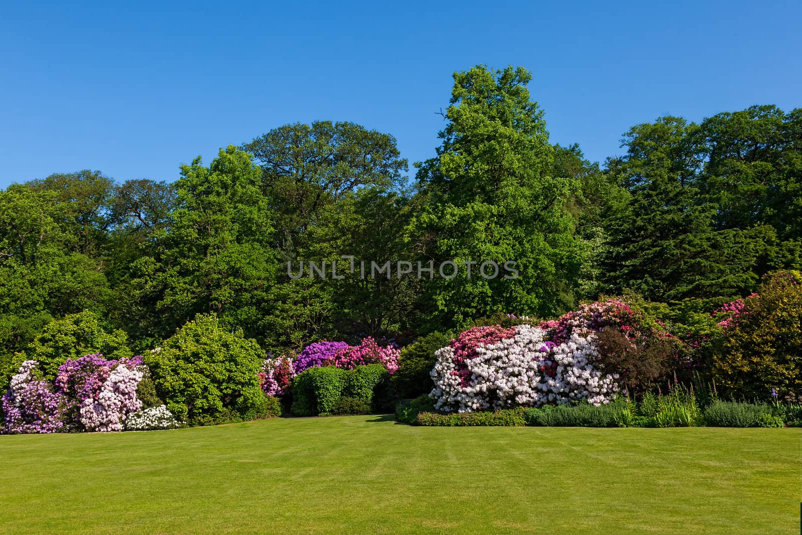 Rhododendron Azalea Bushes and Trees in Beautiful Summer Garden in the Sunshine