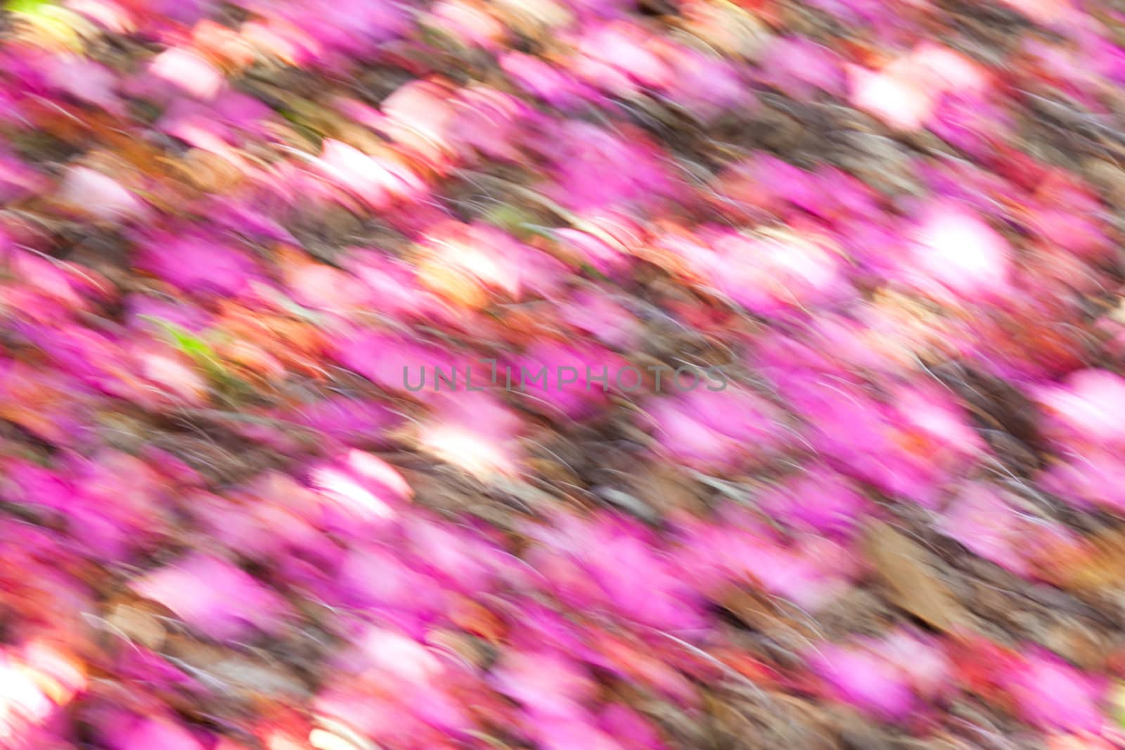 Abstract Background Soft Focus Flower Petals Brightly Coloured  by scheriton