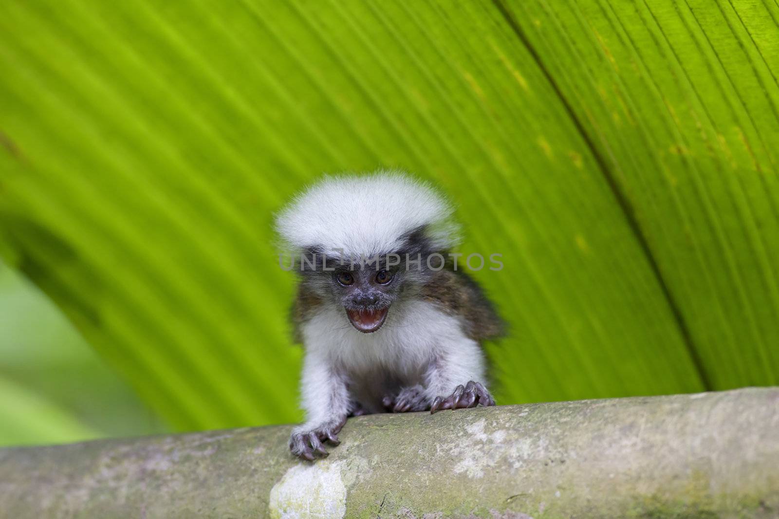 Cotton-top tamarin in the tropical forest of Colombia