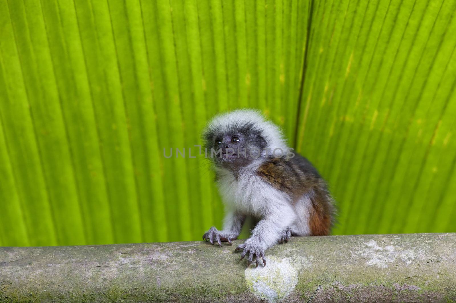 Cotton-top tamarin in the tropical forest of Colombia