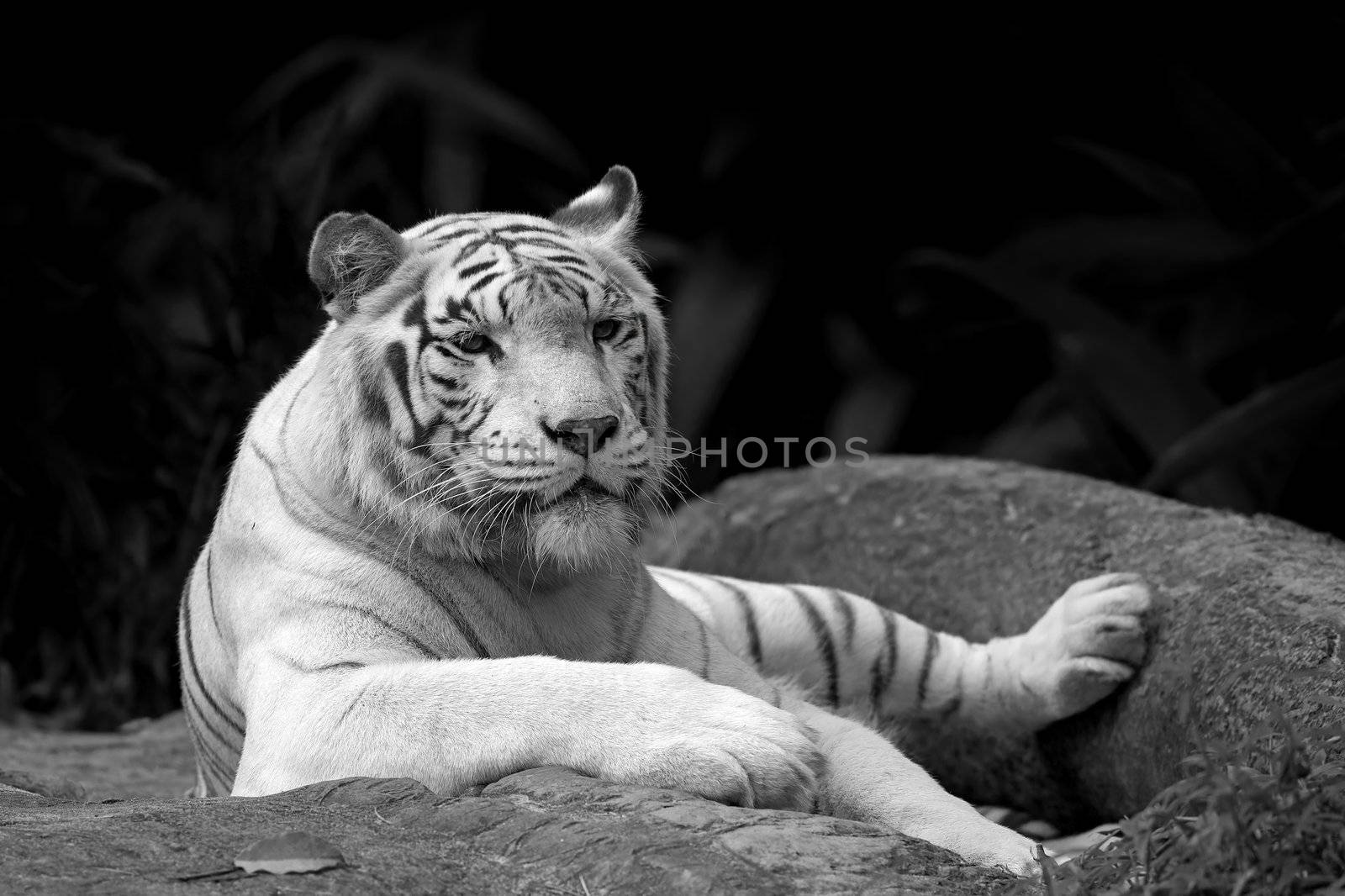 Black and white picture of a White tiger in a tropical forest