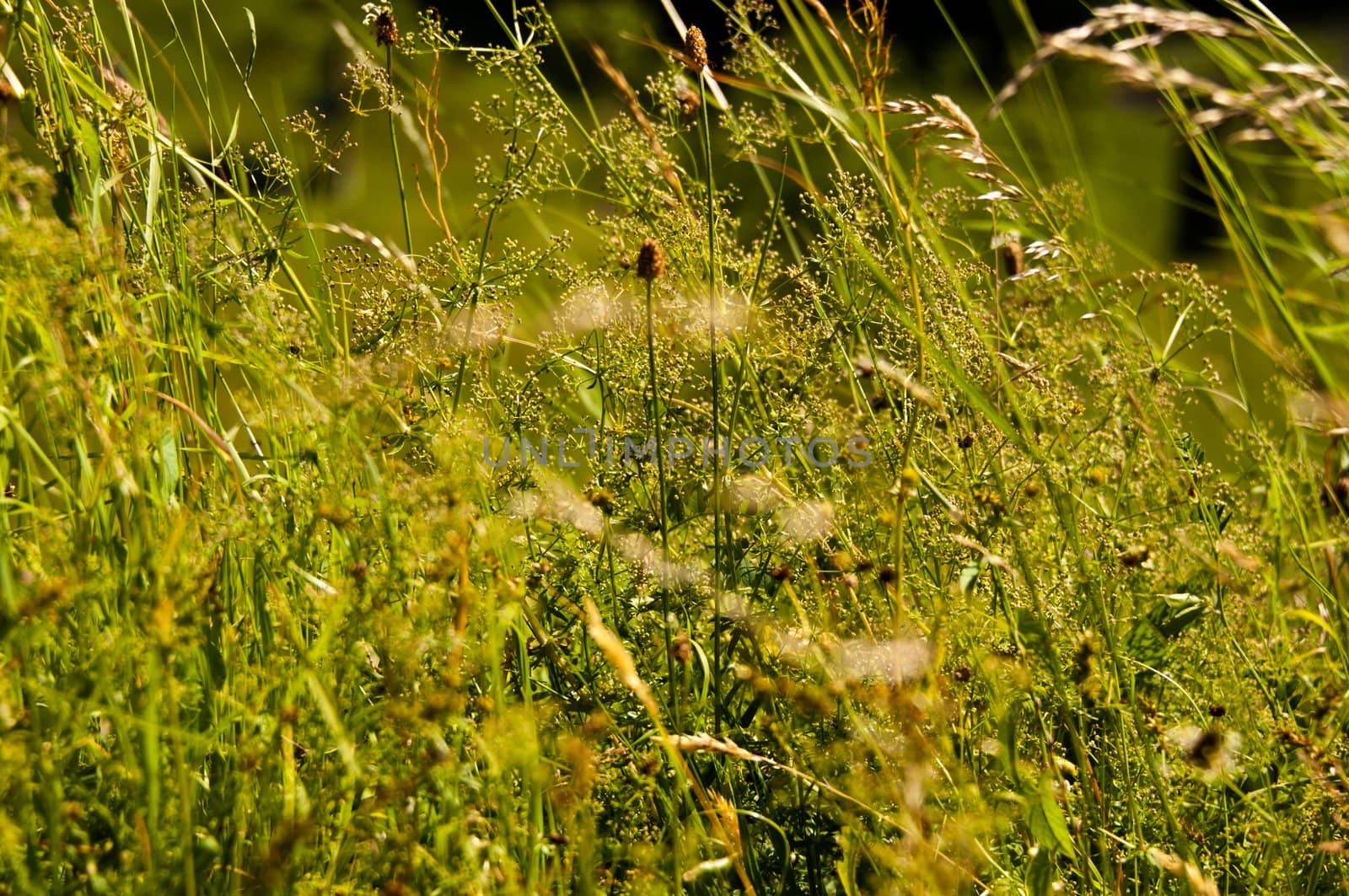 closeup of wild grasses in the summertime