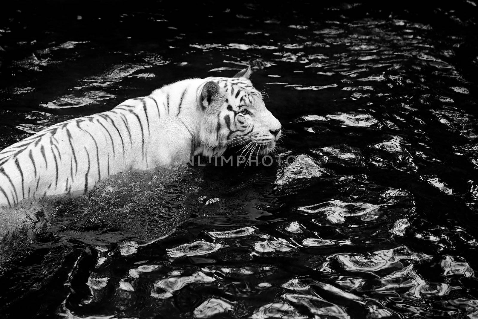 White tiger by kjorgen