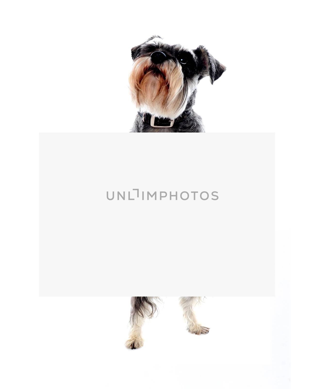 Its time for doggy business. Schnauzer dog holding blank banner ad