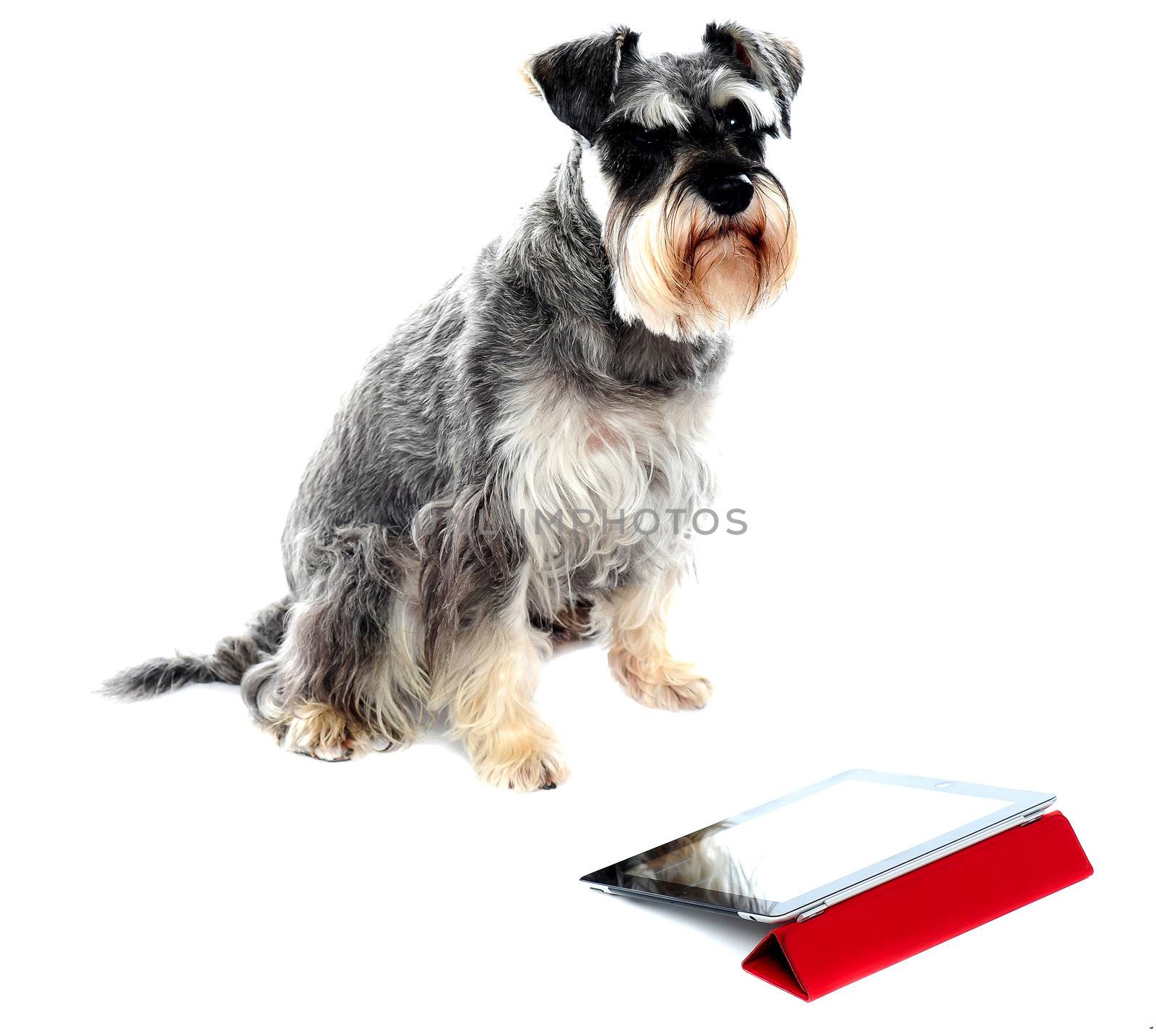 Miniature schnauzer sits on white background. Isolated